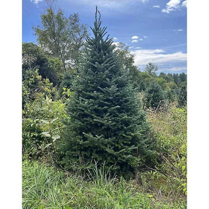 6 ft. Fresh Cut Canadian Fraser Fir Christmas Tree