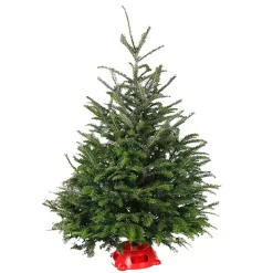 4 ft. Fresh Fraser Fir Christmas Tree with Stand
