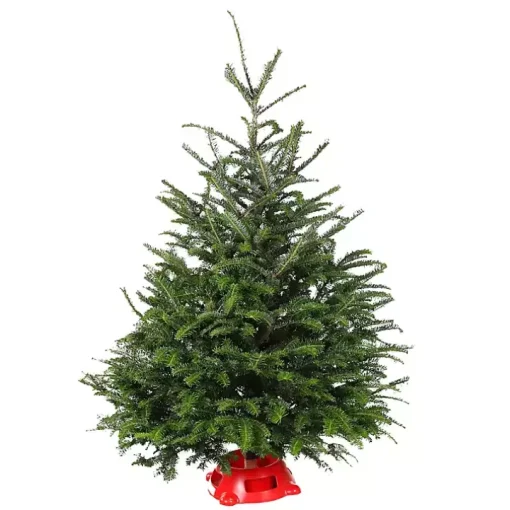 4 ft. Fresh Fraser Fir Christmas Tree with Stand