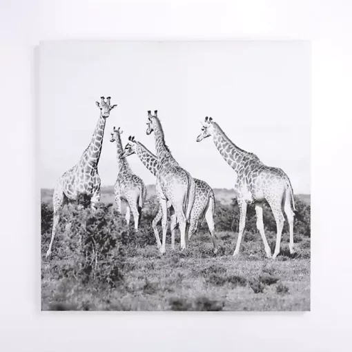 Giraffes in the Wild Canvas Art Print