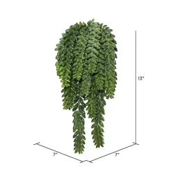 Green Donkey's Tail Bush