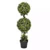 Green Double Ball Boxwood Potted Topiary