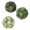 Green Echeveria Orbs, Set of 3