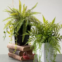 Green Fern Plant in Black Pot