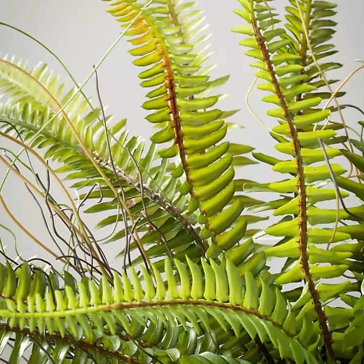 Green Fern Plant in Black Pot