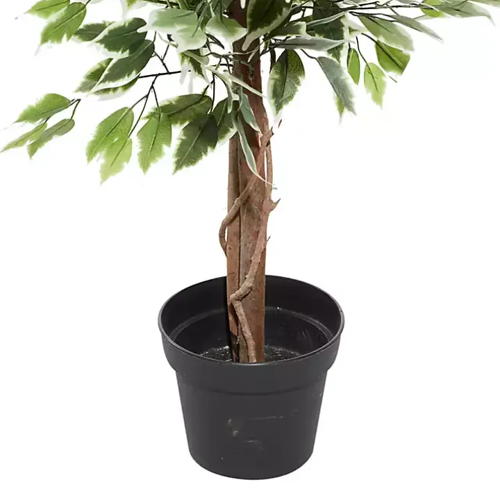 Green Ficus Potted Tree, 73 in.