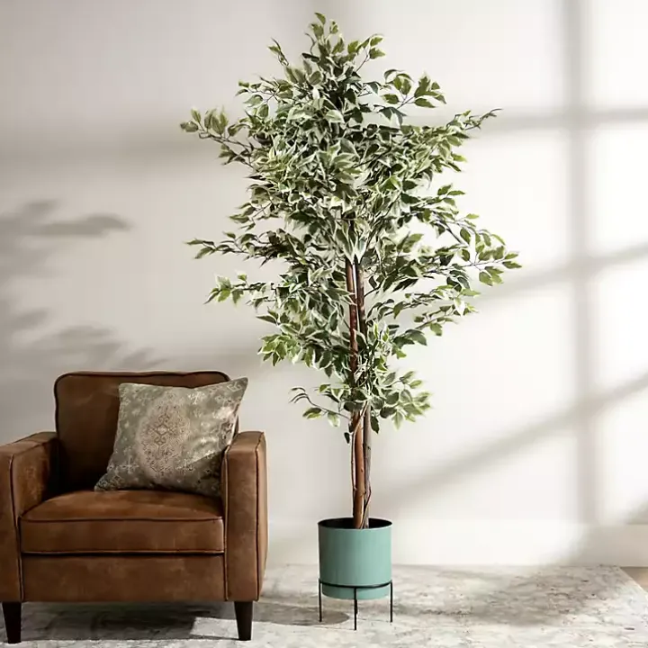 Green Ficus Potted Tree, 73 in.