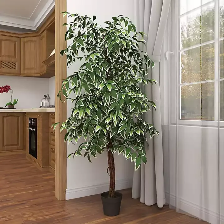 Green Ficus Potted Tree, 73 in.