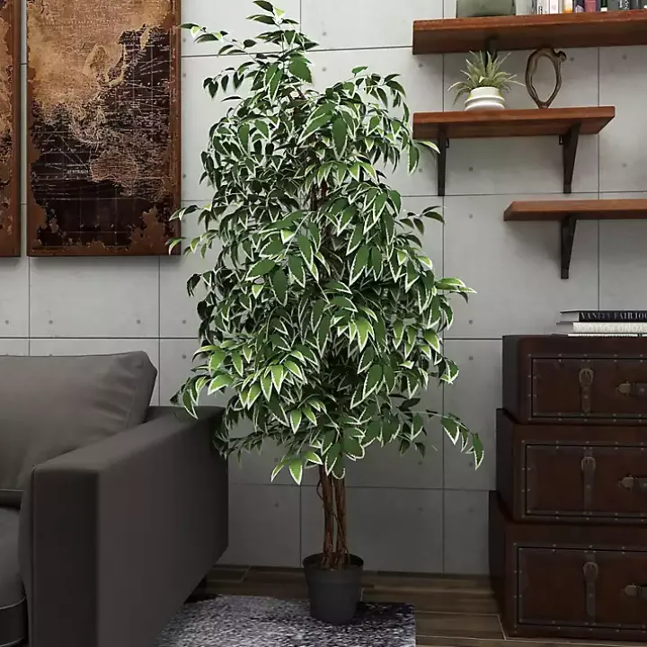 Green Ficus Potted Tree, 73 in.
