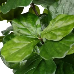 Green Fiddle Leaf Tree in Distressed Pot