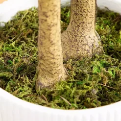 Green Maple Tree in White Planter