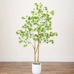 Green Maple Tree in White Planter