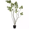 Green Potted Cotinus Coggygria Tree, 4 ft.