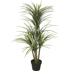 Green Yucca Tree in Black Planter