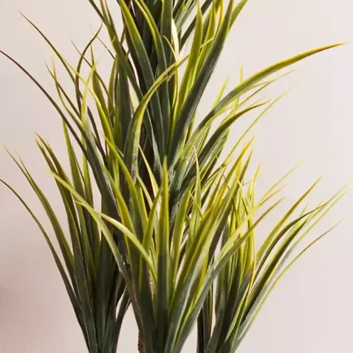 Green Yucca Tree in Black Planter