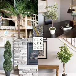 Green Yucca Tree in Black Planter