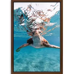 Hello Turtle Framed Canvas Art Print