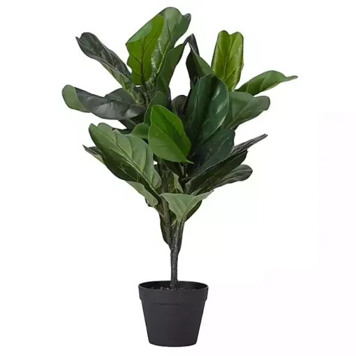 Mini Fiddle Leaf Fig Tree in Black Pot