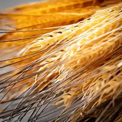 Neutral Fall Wheat Bundles, Set of 2