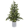 Norway Spruce Potted Christmas Tree