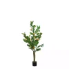 Orange Fruit Tree in Black Pot, 4 ft.