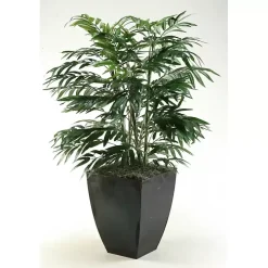 Phoenix Palm Tree in Black Planter