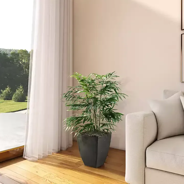 Phoenix Palm Tree in Black Planter