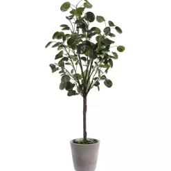 Polyscias Fruiticosa in White Pot