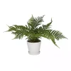 River Rock Fern in Ribbed White Planter