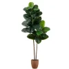 Rubberwood Tree in Planter, 6 ft.