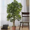 Schefflera Tree in Terra Cotta Planter, 4 ft.