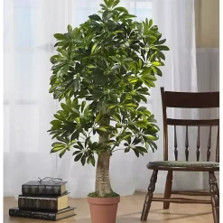 Schefflera Tree in Terra Cotta Planter, 4 ft.