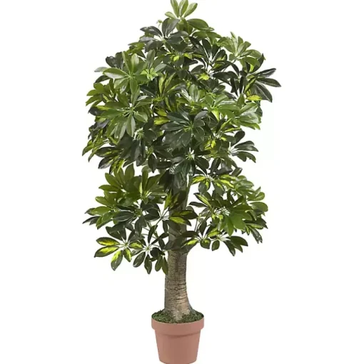 Schefflera Tree in Terra Cotta Planter, 4 ft.