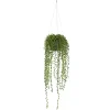 String of Pearl Plant in Hanging Planter