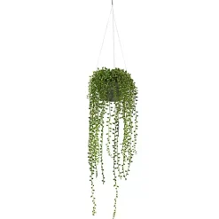 String of Pearl Plant in Hanging Planter