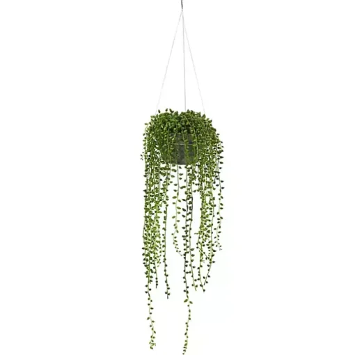 String of Pearl Plant in Hanging Planter