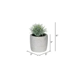 Succulents in Ceramic Pots, Set of 4