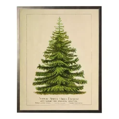 Vintage Spruce Tree Framed Art Print