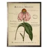 Coneflower Botanical Magazine Framed Art Print