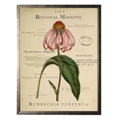 Coneflower Botanical Magazine Framed Art Print