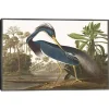 Louisiana Heron Framed Canvas Art Print