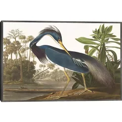 Louisiana Heron Framed Canvas Art Print