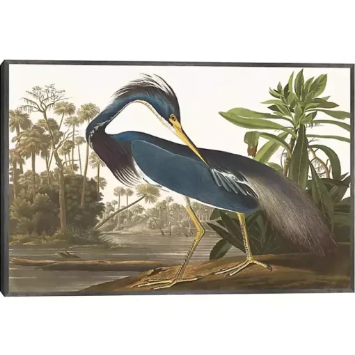 Louisiana Heron Framed Canvas Art Print