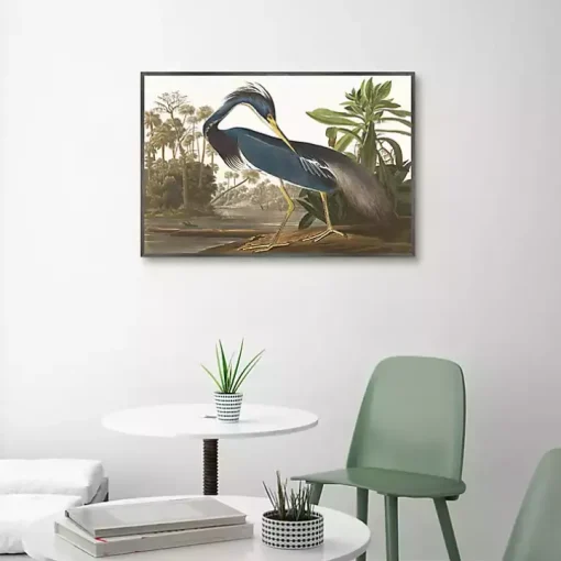 Louisiana Heron Framed Canvas Art Print