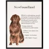 Newfoundland Facts Framed Wall Plaque