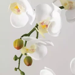 Blooming White Orchid Potted Floral Arrangement