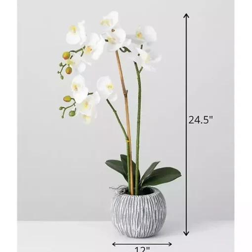 Blooming White Orchid Potted Floral Arrangement