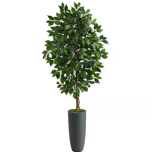 Ficus Tree in Gray Oblong Planter, 60 in.