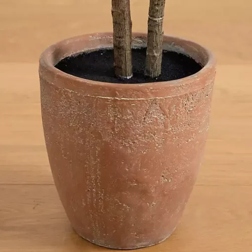 Rubberwood Tree in Planter, 6 ft.