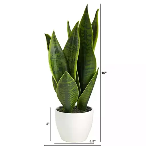 Sansevieria Arrangement in White Planter